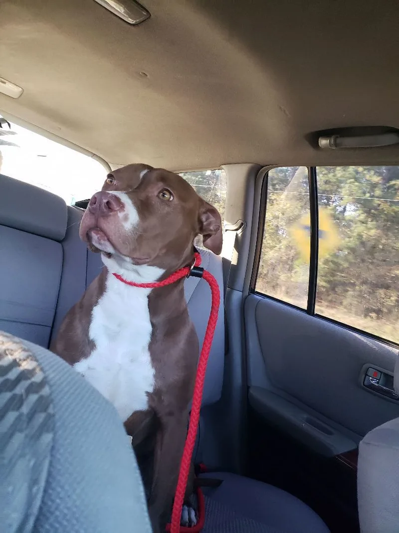 Brown Sugar thumbnail 4