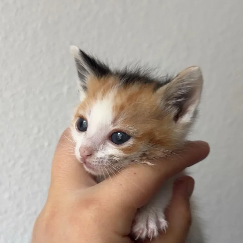 A baby small-sized female Calico Domestic Short Hair cat named Junk Lady for adoption in Westminster, CA