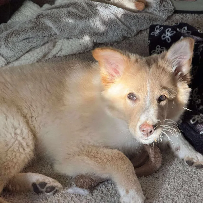 A young small-sized male Golden Collie dog named Whiskey for adoption in Nampa, ID