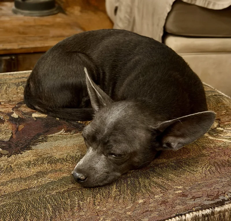 An adult small-sized female Chihuahua dog named Nellie for adoption in MORAVIAN FALLS, NC
