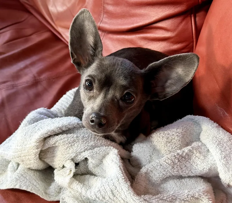 Nellie thumbnail 4