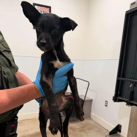 A baby medium-sized female Black Shepherd dog named Jennifer Lopez for adoption in Bastrop, TX