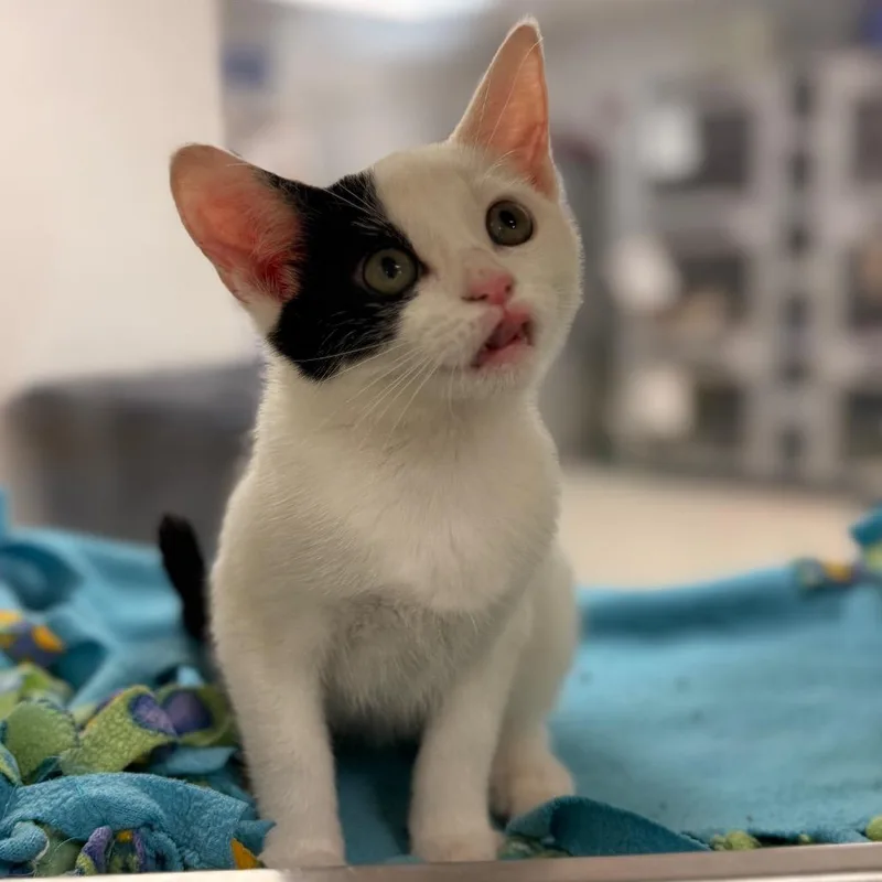 A baby small-sized female White Domestic Short Hair cat named Everything Nice for adoption in Evansville, IN