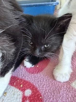 A baby medium-sized male Domestic Short Hair cat named Bobbin for adoption in Westland, MI