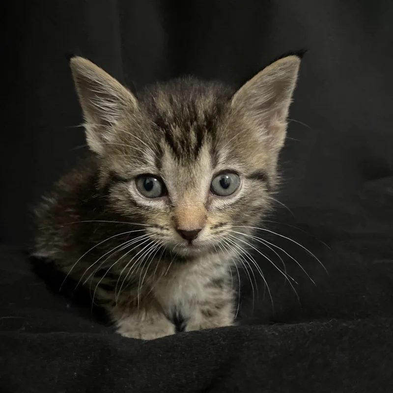 A baby small-sized female Gray / Blue / Silver Domestic Short Hair cat named Possum for adoption in San Antonio, TX