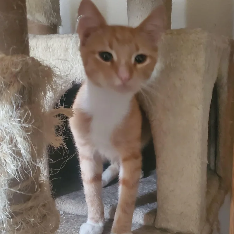 A young medium-sized male Tabby (Orange / Red) Domestic Short Hair cat named Alexander for adoption in Liverpool, TX