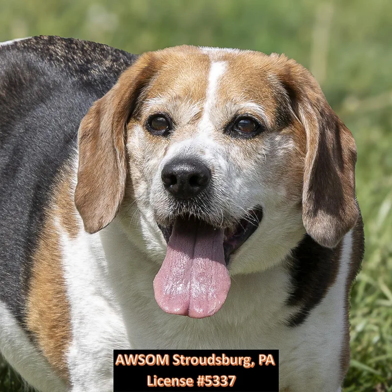 A senior medium-sized male Black Beagle dog named Louis for adoption in Stroudsburg, PA
