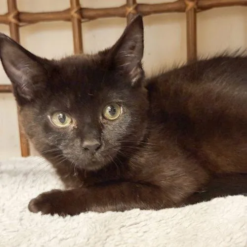 A baby small-sized male Brown / Chocolate Domestic Short Hair cat named Indigo for adoption in Knoxville, TN