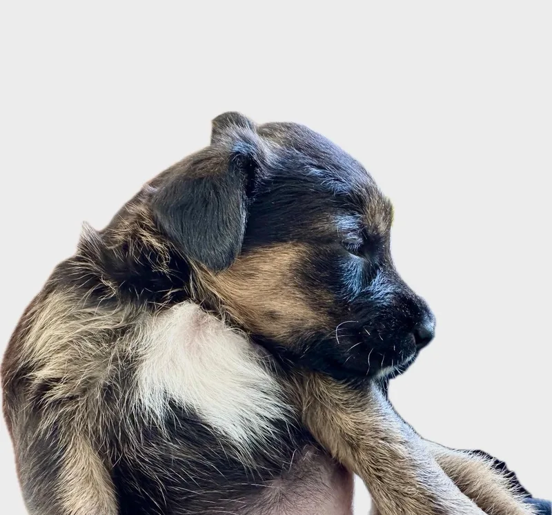 Lila