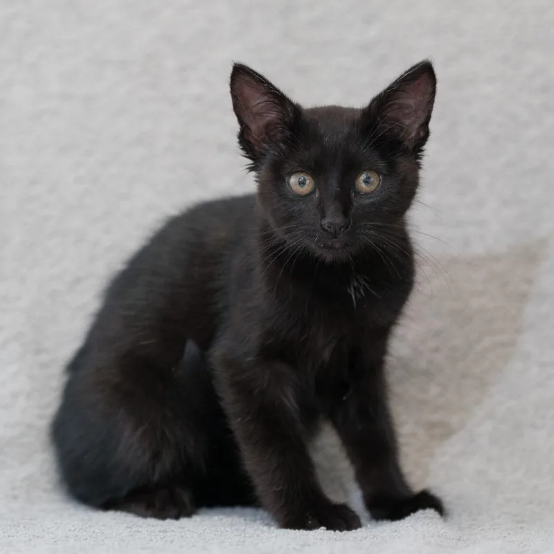A baby small-sized female Black Domestic Short Hair cat named Rita for adoption in Sunnyvale, CA