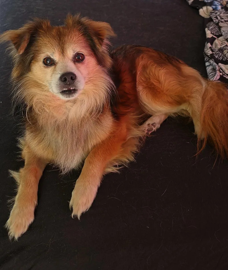 A senior small-sized male Tricolor (Brown, Black, & White) Mixed Breed dog named Brownie for adoption in Owensboro, KY