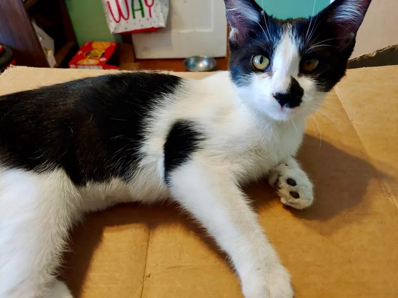 A baby medium-sized female White Domestic Short Hair cat named Fauna for adoption in Pasco, WA