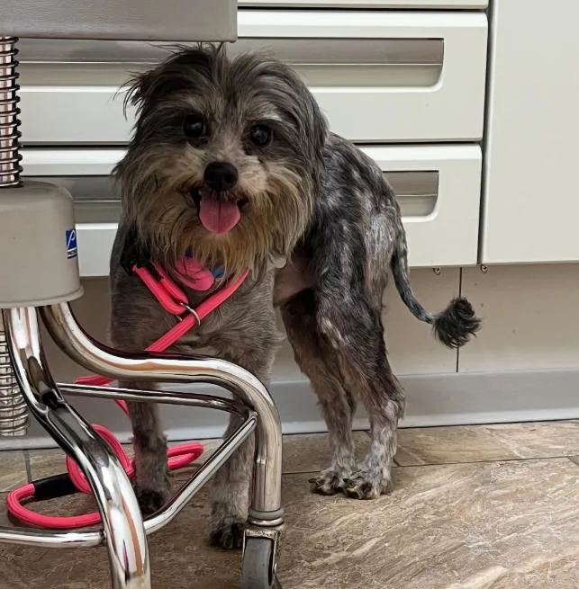 A young small-sized male Black Brussels Griffon dog named Georgie for adoption in TEMECULA, CA