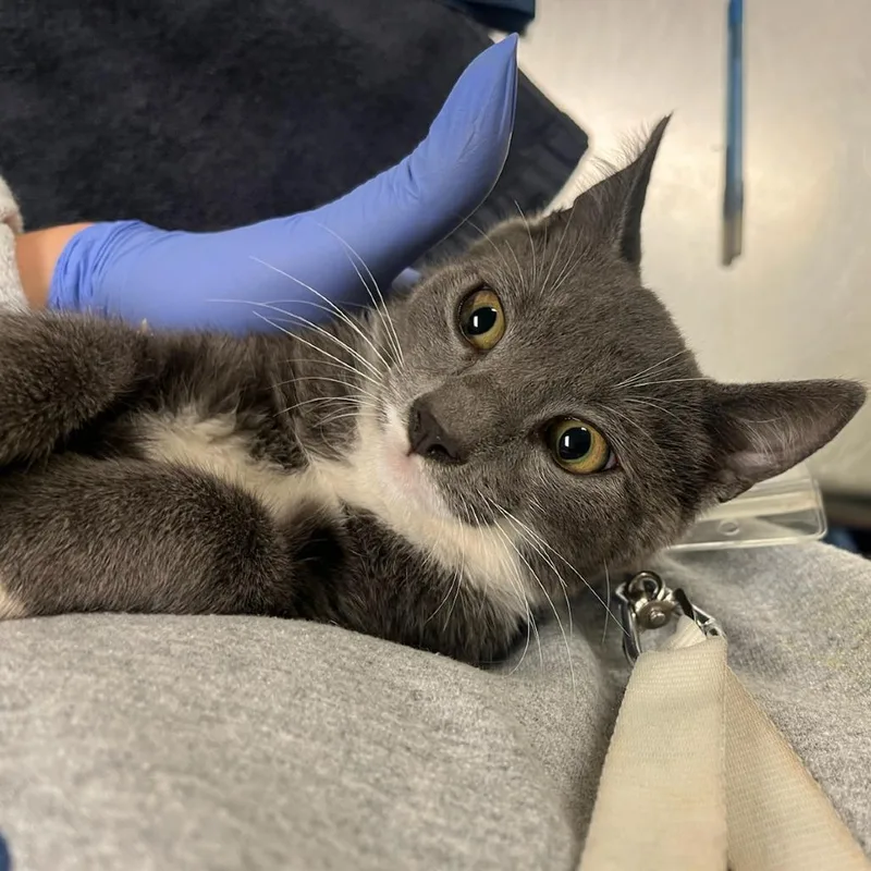 A baby small-sized male Gray / Blue / Silver Domestic Short Hair cat named Basil for adoption in Charlottesville, VA