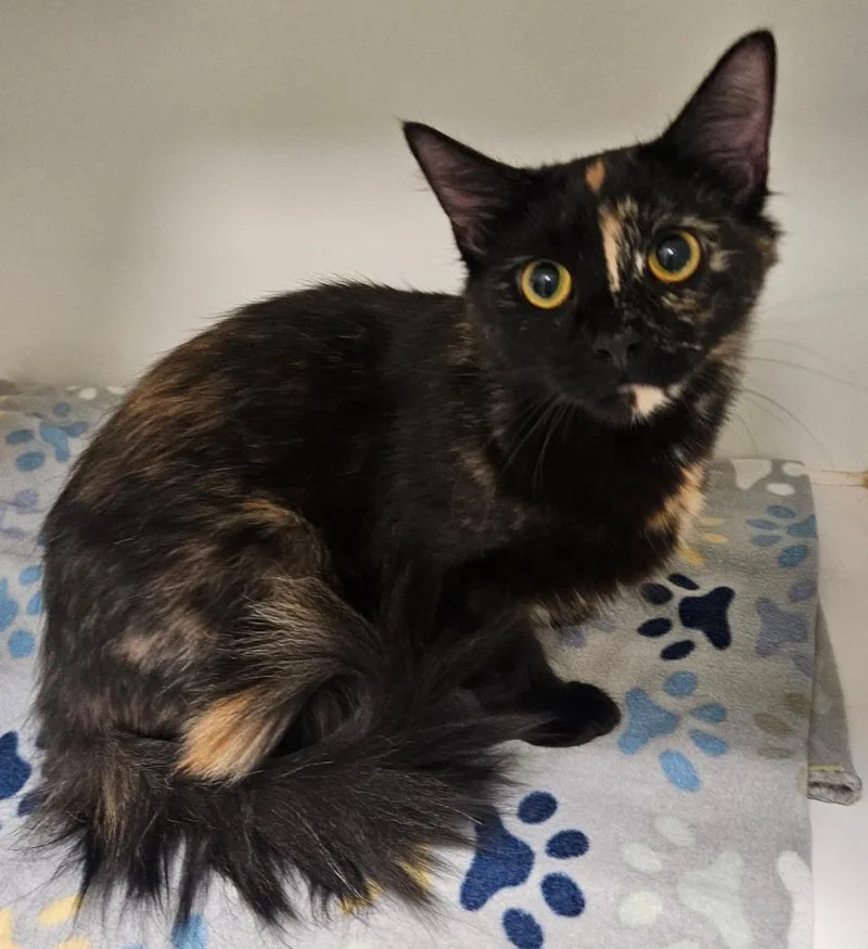 A young medium-sized female Domestic Short Hair cat named Glimmer for adoption in Johnson City, TN