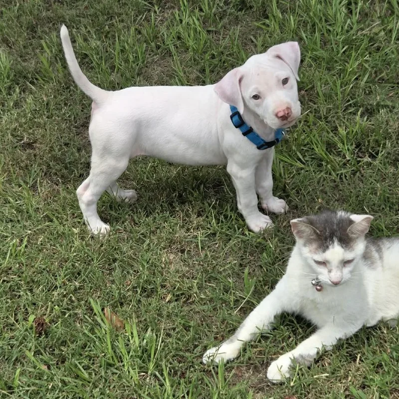 A baby medium-sized female White / Cream Mixed Breed dog named Swedish Fish for adoption in Springboro, OH