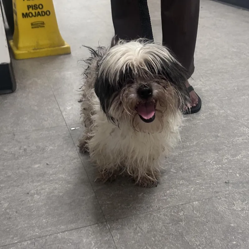 A young medium-sized male White / Cream Mixed Breed dog named Dallas for adoption in Philadelphia, PA