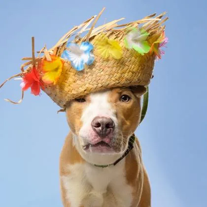 A young small-sized male Pit Bull Terrier dog named Spongebob for adoption in Atlanta, GA
