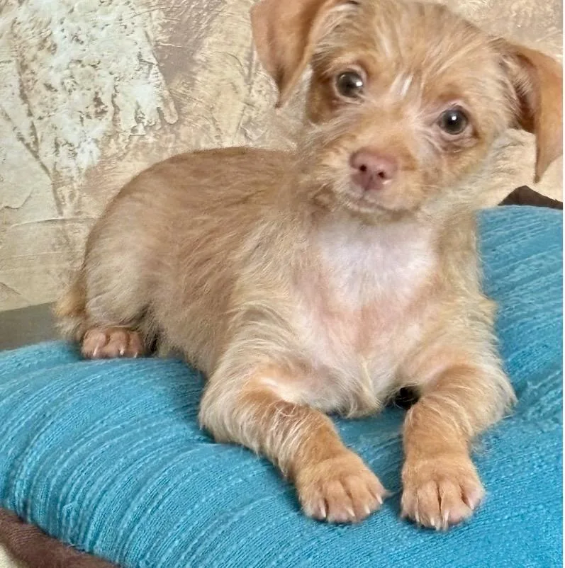 Pixie