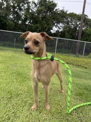 An adult small-sized female Chihuahua dog named Maribell for adoption in Honolulu, HI