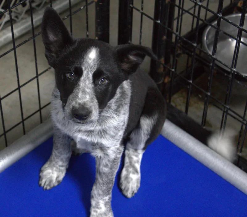 Bob Barker thumbnail 3