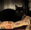 An adult medium-sized female Black Domestic Short Hair cat named Raven for adoption in Escondido, CA