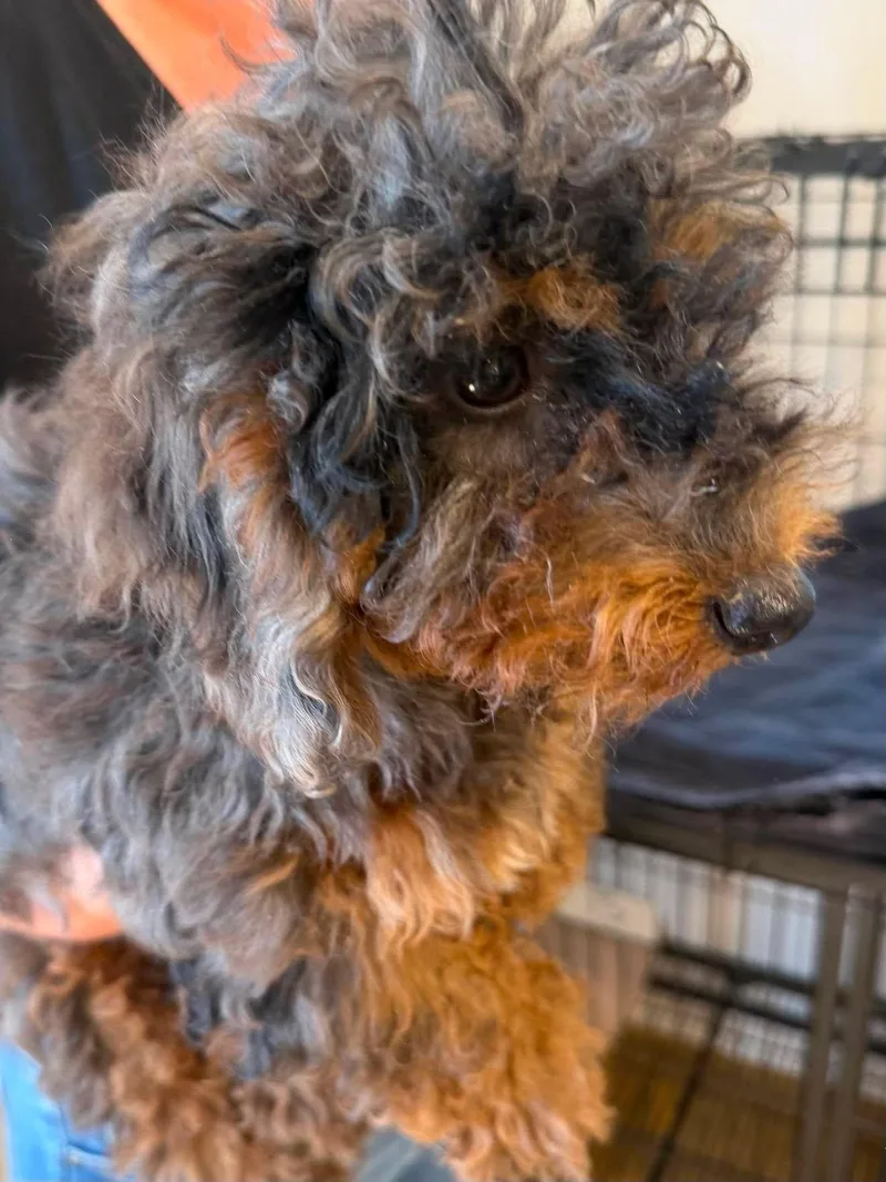 A baby small-sized male Cockapoo dog named Cadbury for adoption in Havertown, PA