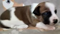 A baby small-sized male Chihuahua dog named Nuggett for adoption in Madison, NJ