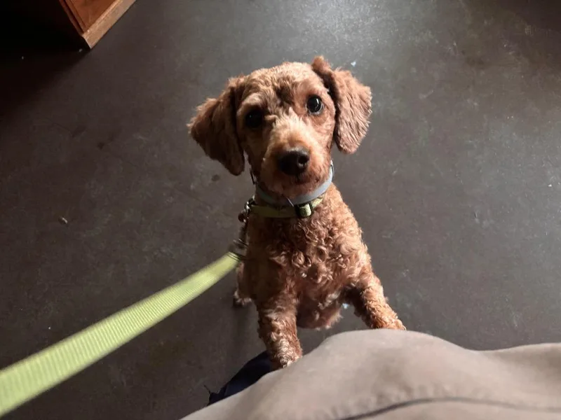 An adult medium-sized male Poodle dog named Cocoa for adoption in Port Jervis, NY