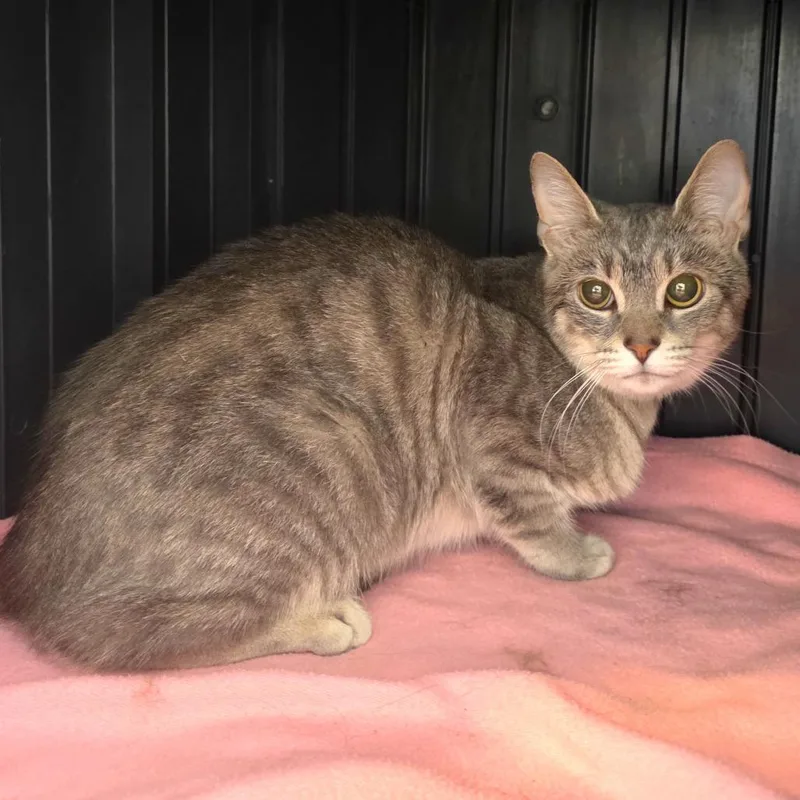 A young medium-sized female Gray / Blue / Silver Domestic Short Hair cat named Matilda for adoption in Fort Wayne, IN