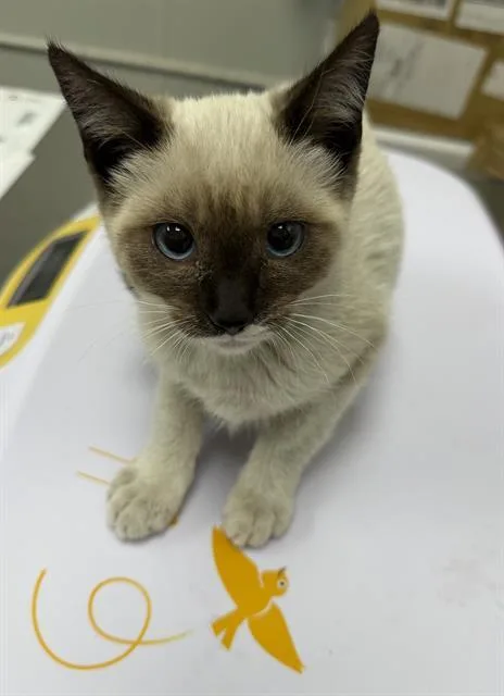 A baby small-sized female Siamese cat named Starry for adoption in Ontario, CA