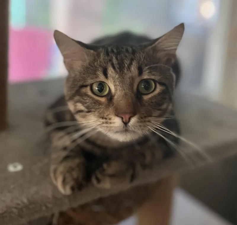 A young medium-sized male Tabby (Brown / Chocolate) Domestic Short Hair cat named Rincewind for adoption in Fort Worth, TX