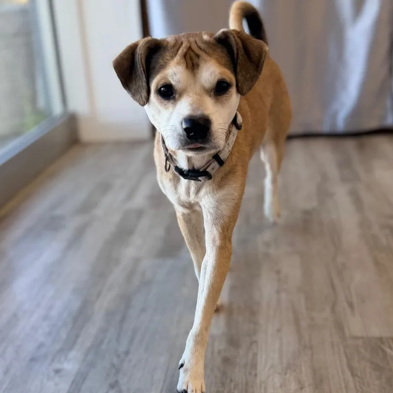 An adult medium-sized male Yellow / Tan / Blond / Fawn Beagle dog named Kole for adoption in Green Bay, WI