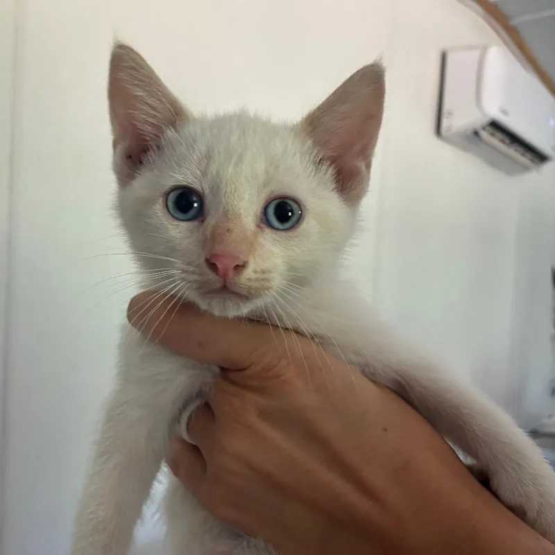 A baby small-sized male Flame Point Domestic Short Hair cat named Gacy for adoption in Hattiesburg, MS