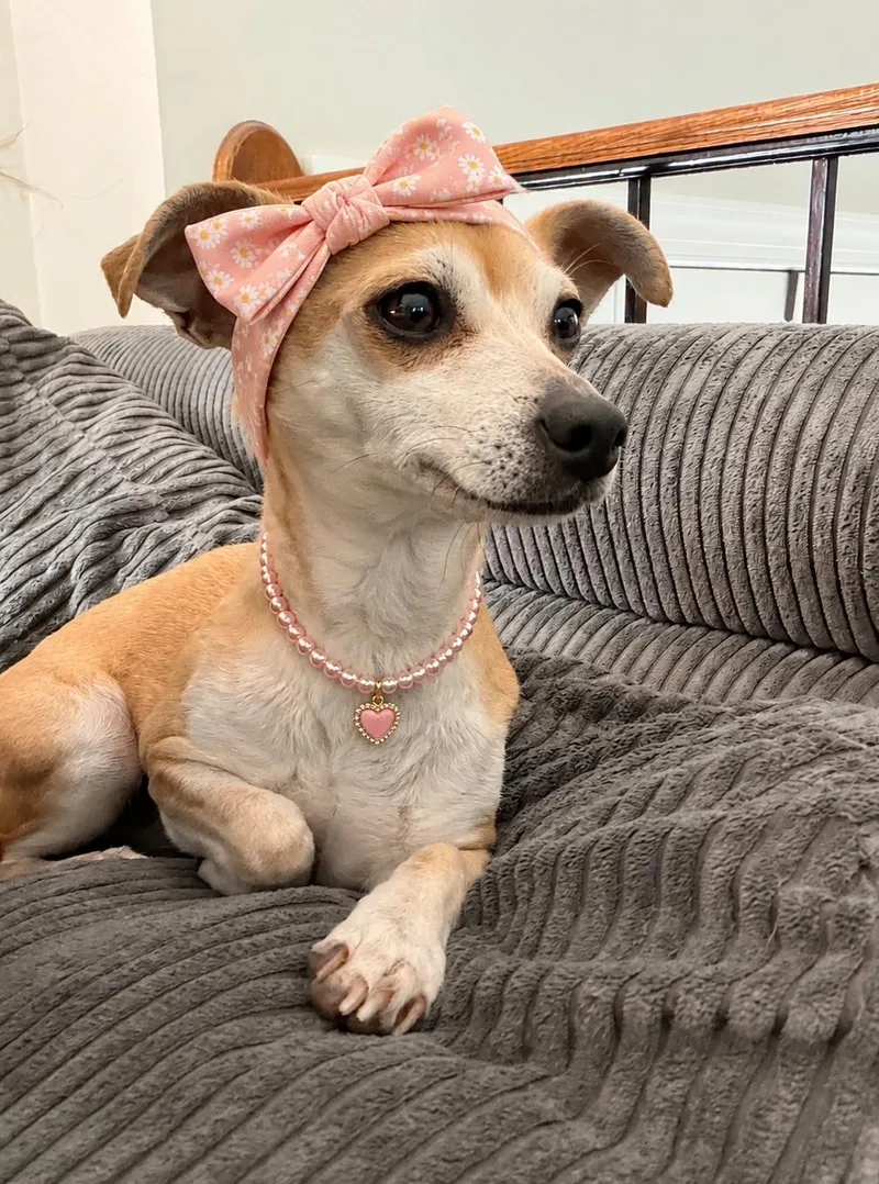 An adult small-sized female Chihuahua dog named Bella for adoption in Wheaton, IL