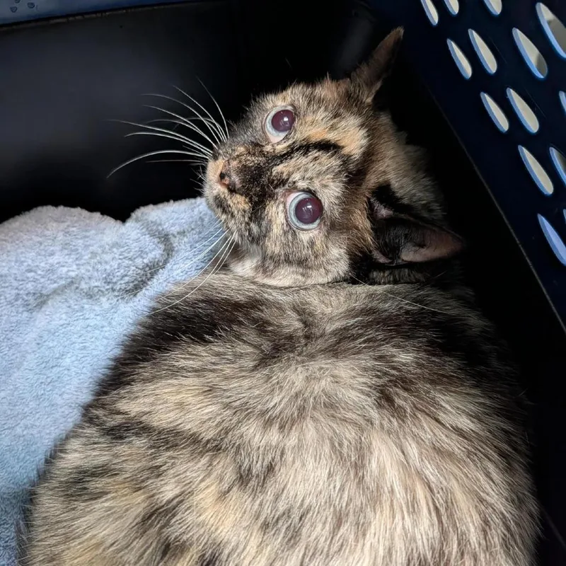 A senior large-sized female Domestic Short Hair cat named Luna for adoption in Tacoma, WA