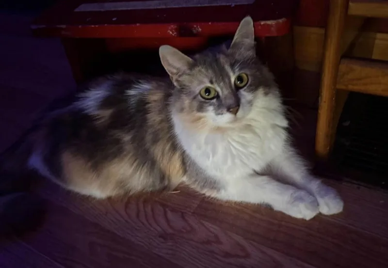 An adult medium-sized female Calico Domestic Long Hair cat named Jessica for adoption in Findlay, OH