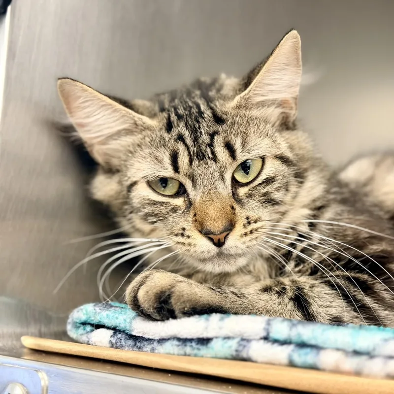 An adult medium-sized female Tabby (Brown / Chocolate) Domestic Medium Hair cat named Strawberry for adoption in Manahawkin, NJ