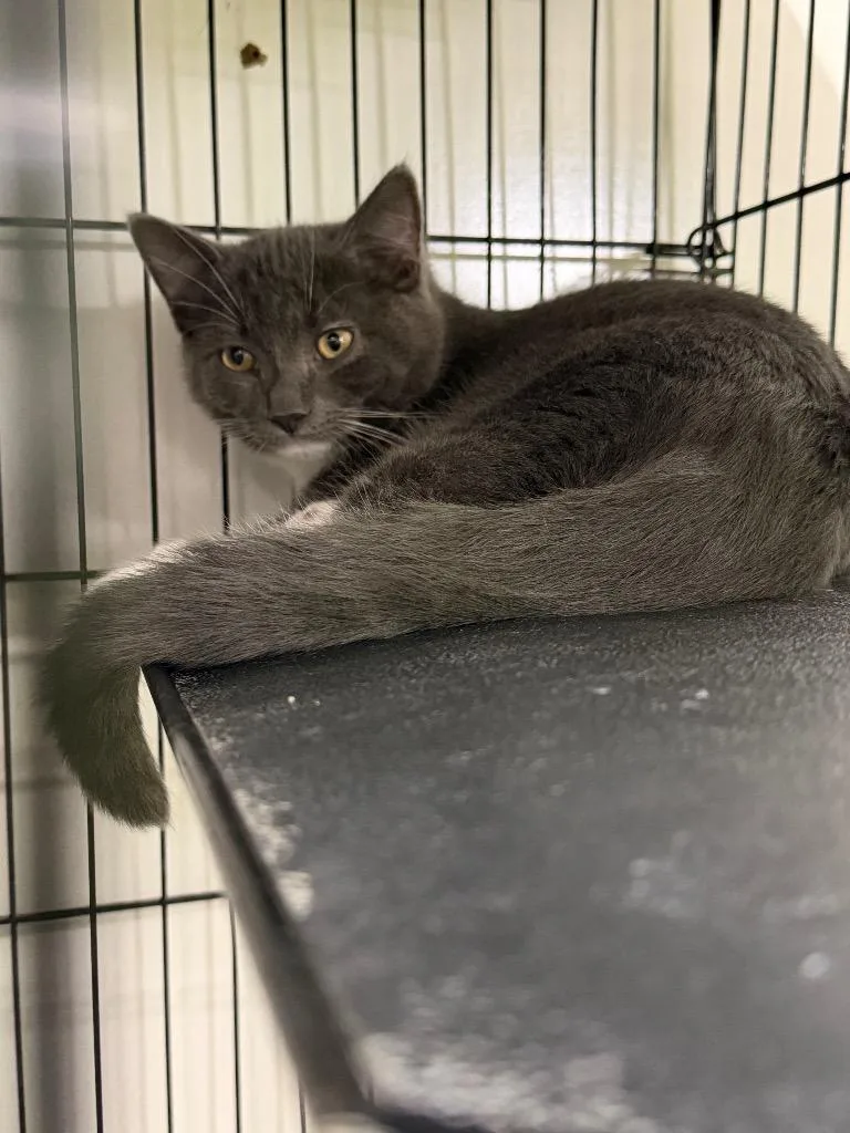 A baby medium-sized male Domestic Short Hair cat named Earl Grey for adoption in Lancaster, PA