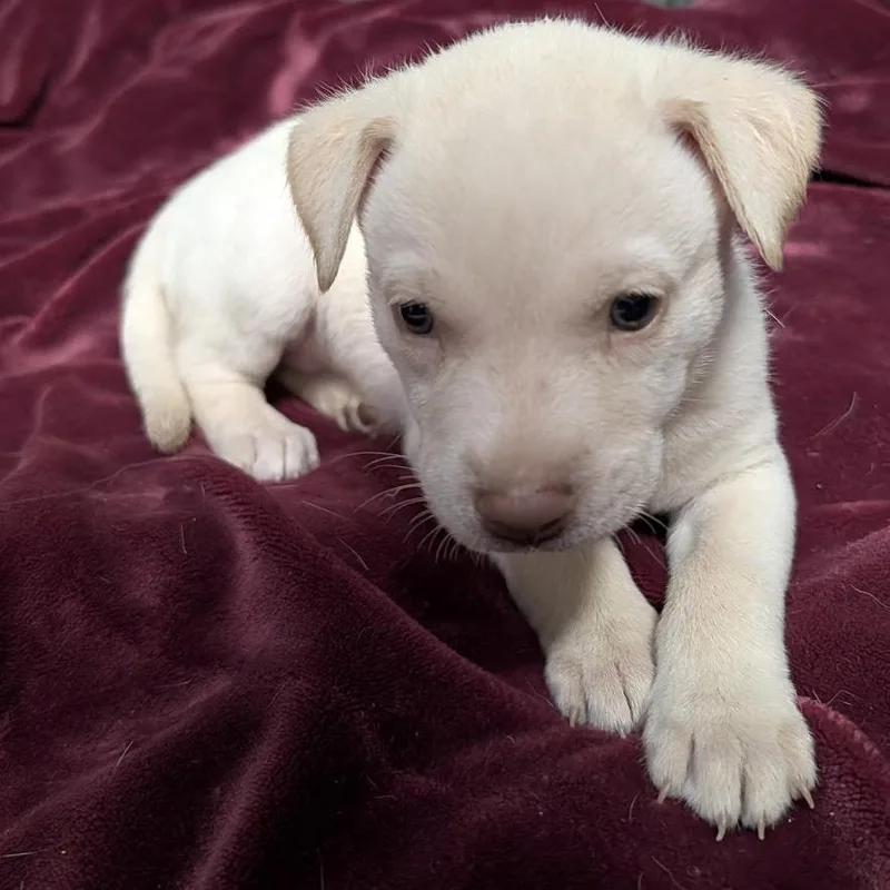 A baby medium-sized female White / Cream Mixed Breed dog named Marci for adoption in Chicago, IL