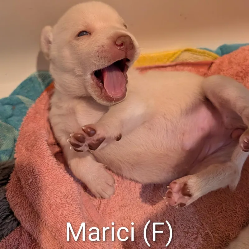 Marci thumbnail 3
