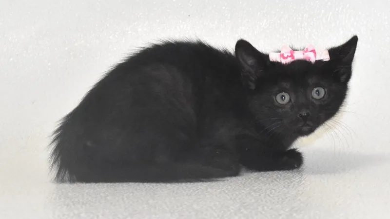 A baby large-sized female Domestic Short Hair cat named Gazelle for adoption in Springfield, OH