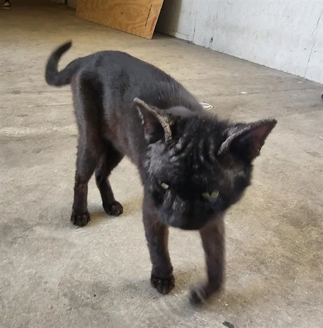 A young medium-sized male Domestic Short Hair cat named Smokey Ortiz for adoption in San Antonio, TX