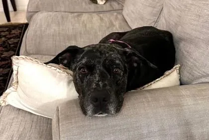 Maple Syrup thumbnail 3