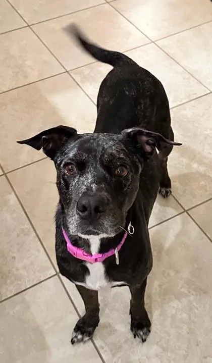 Maple Syrup thumbnail 4