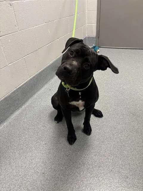 A young medium-sized female Pit Bull Terrier dog named Val for adoption in Indianapolis, IN