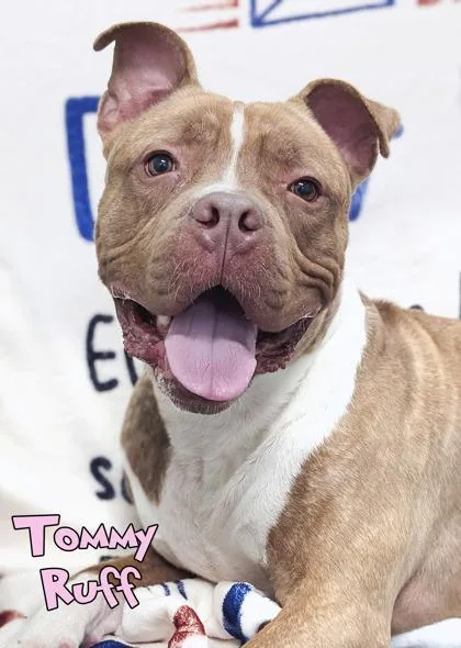 An adult large-sized male Fox Terrier dog named Tommy Ruff for adoption in Mason, MI