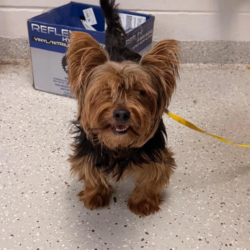 An adult small-sized male Black Yorkshire Terrier dog named Risha for adoption in Indianapolis, IN