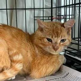An adult large-sized male Orange / Red Domestic Short Hair cat named Carrot Top for adoption in Washington, DC