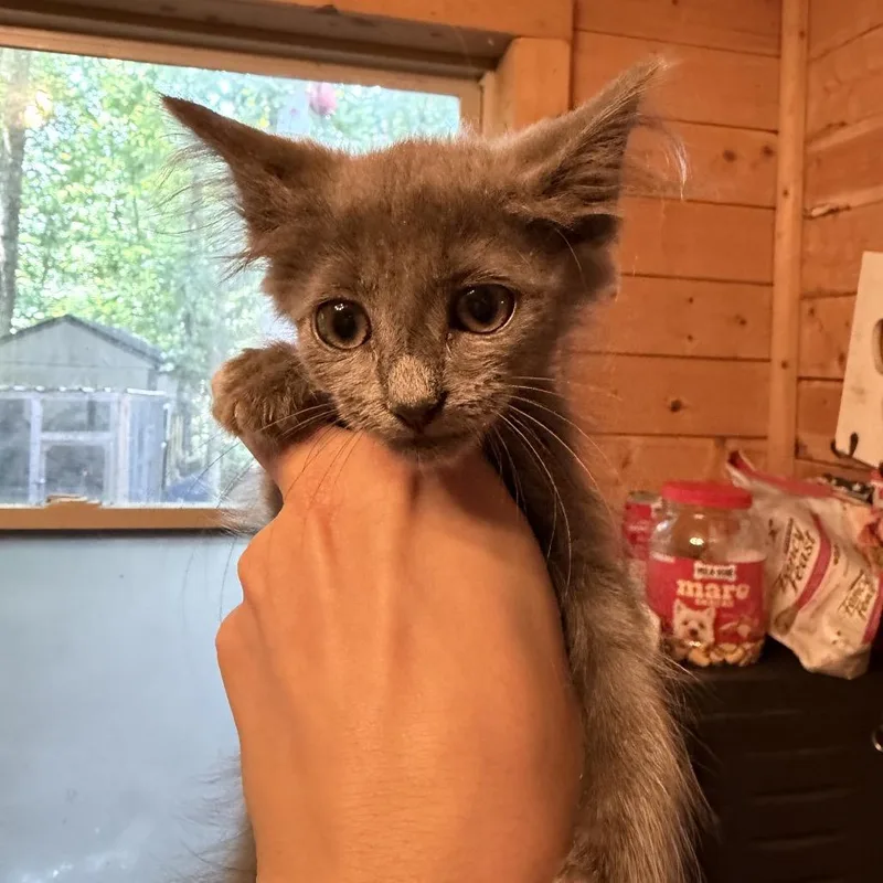 Tiny